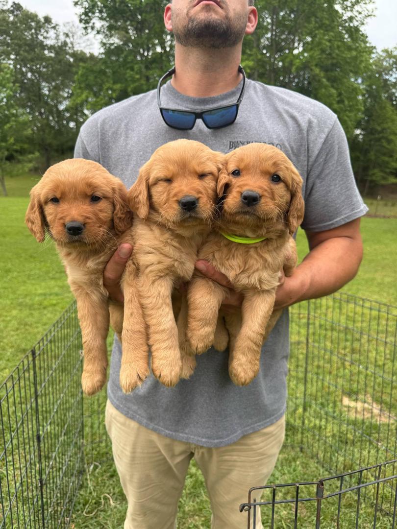 Mom with puppies